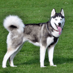 Siberian Husky Dog Wallpapers आइकन