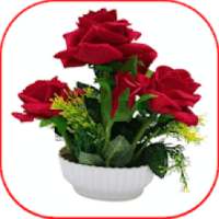 Nice Flowers Images