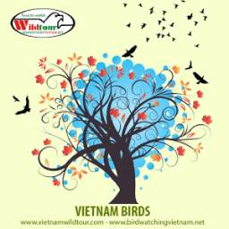 Vietnam Birds