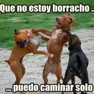 Imagenes Chistosas Con Frases screenshot 3
