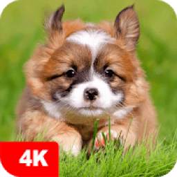 Puppy Wallpapers 4K