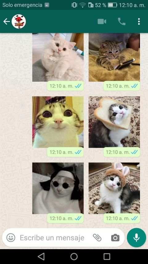 Nuevos Stickers memes gatos WhatsApp-WAStickerApps screenshot 6