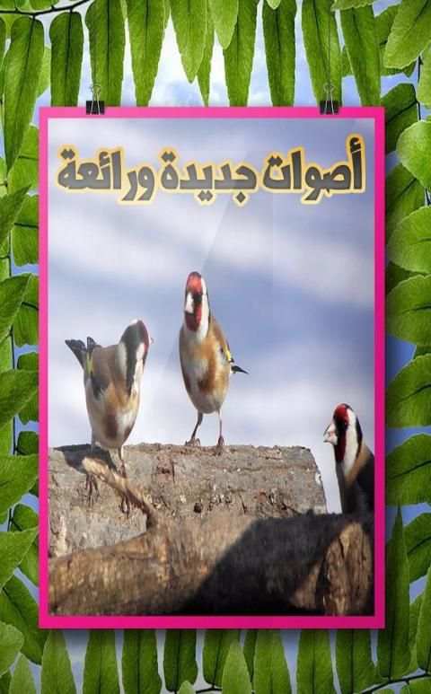 صوت طيور الحسون screenshot 3