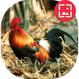 लाल Junglefowl वॉलपेपर आइकन