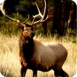 Elk Calls Free