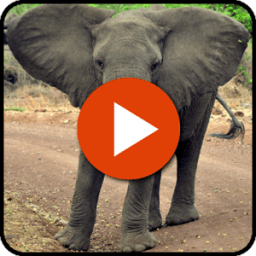 Animal Sounds And Pictures आइकन