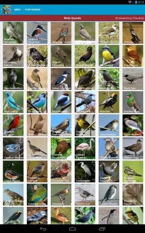 South American Birds скриншот 14