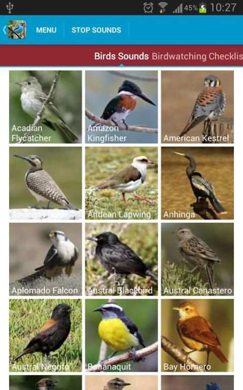 South American Birds скриншот 22
