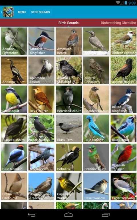 South American Birds скриншот 6