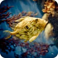 3D Betta Fish Wallpaper on 9Apps