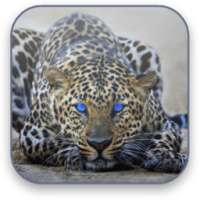 Leopard Free Video Wallpaper