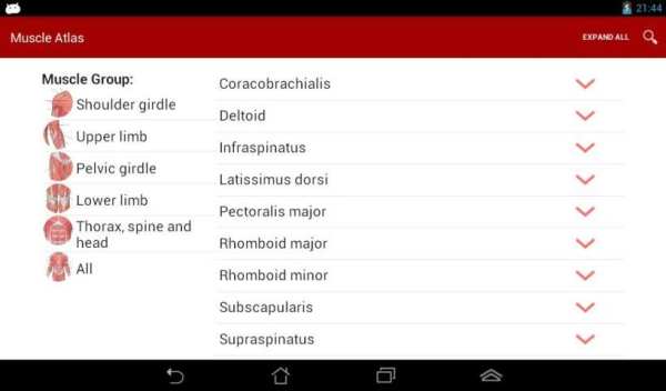 Anatomy: Atlas of Muscles screenshot 3