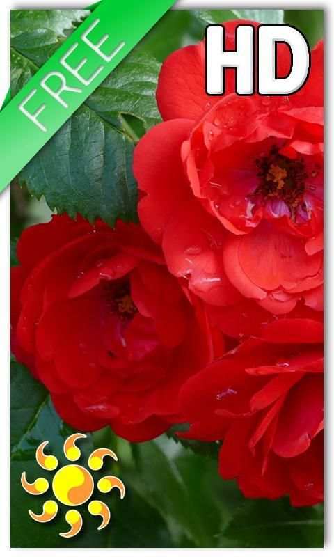 Red Roses Live Wallpaper 3 تصوير الشاشة