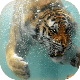 ikon Tiger Live Wallpaper