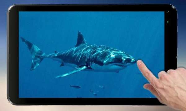 Shark Attack Live Wallpaper 2 تصوير الشاشة