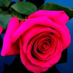 Rose Wallpapers आइकन