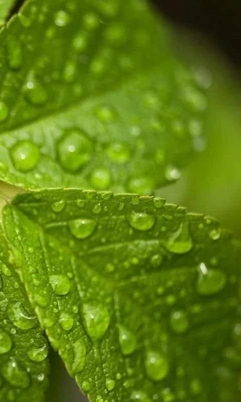 Green Nature wallpaper 5 تصوير الشاشة
