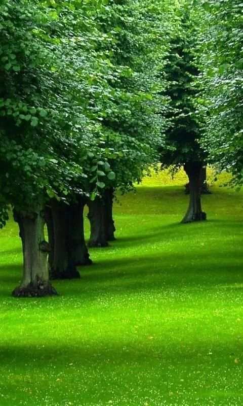 Green Nature wallpaper 6 تصوير الشاشة