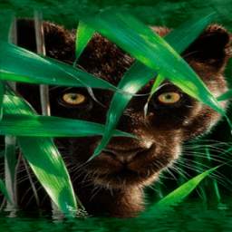 Forest Panther Live Wallpaper