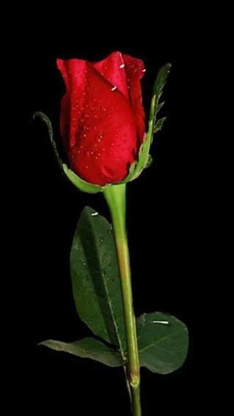 Red Rose Live Wallpaper screenshot 5