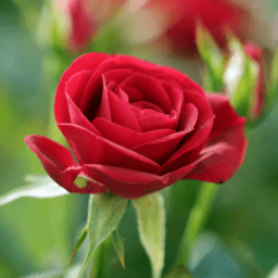 Red Rose Live Wallpaper иконка