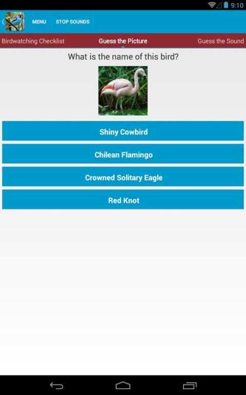 South American Birds скриншот 5