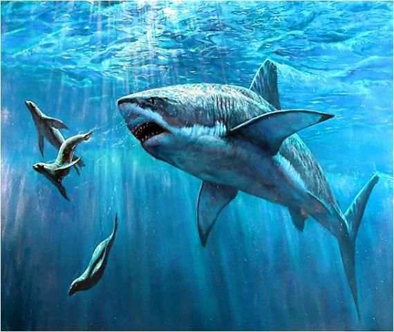 Sharks Jigsaw Puzzles Game kid screenshot 3