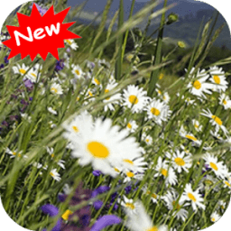 Spring wallpaper أيقونة