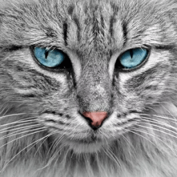 Cat Pictures أيقونة