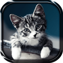 Кошка живые обои иконка