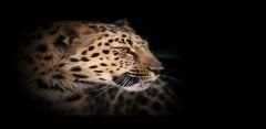 Leopard 3D 2 تصوير الشاشة