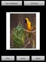 Nest Bird Live Wallpaper screenshot 1