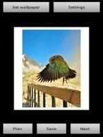 Nest Bird Live Wallpaper screenshot 6