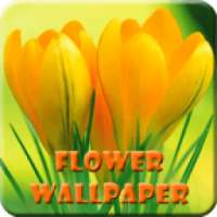 Flower Wallpaper HD Free on 9Apps
