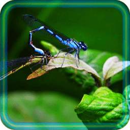 Dragonflies Nature LWP