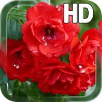 Red Roses Live Wallpaper