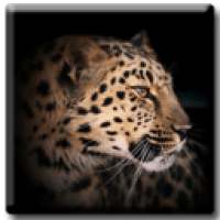 Leopard 3D on 9Apps