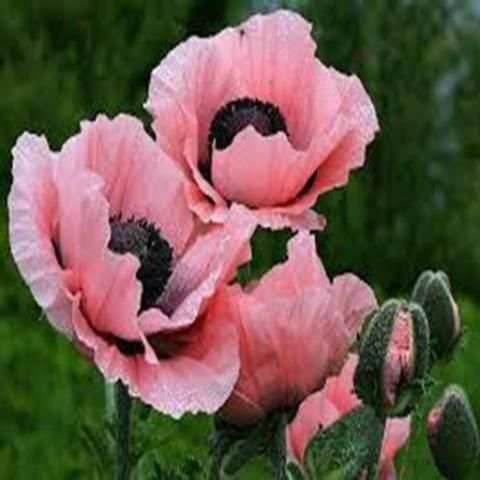 Browser Blumen Fotos 2 تصوير الشاشة