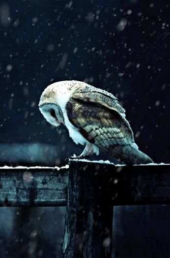 Hedwig Owl Animated Wallpaper स्क्रीनशॉट 1
