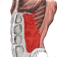 Anatomy: Atlas of Muscles on 9Apps