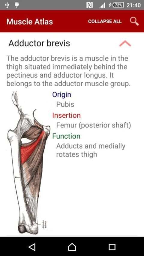 Anatomy: Atlas of Muscles screenshot 4