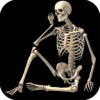 Skeletal System (Anatomy)