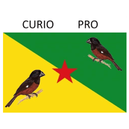 ikon Cùrio pro Free