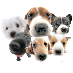 विश्व प्रसिद्ध कुत्ते आइकन