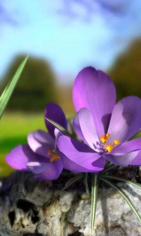 Nature Live❁ Spring Flowers 3D स्क्रीनशॉट 1
