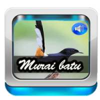 kicau burung murai batu master on 9Apps