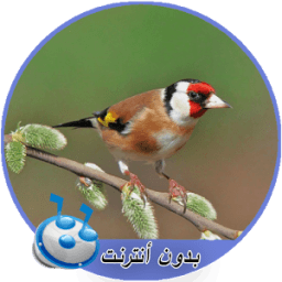 اصوات طائر الحسون بدون نت MP3 icon