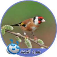 اصوات طائر الحسون بدون نت MP3 on 9Apps