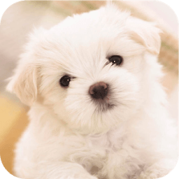 Pet Dog Wallpaper иконка
