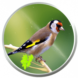 صوت الحسون الأصلي icon